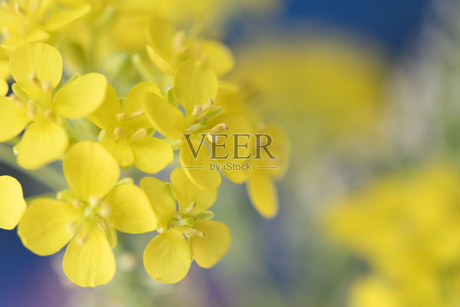 大白菜花在宏观照片摄影图片