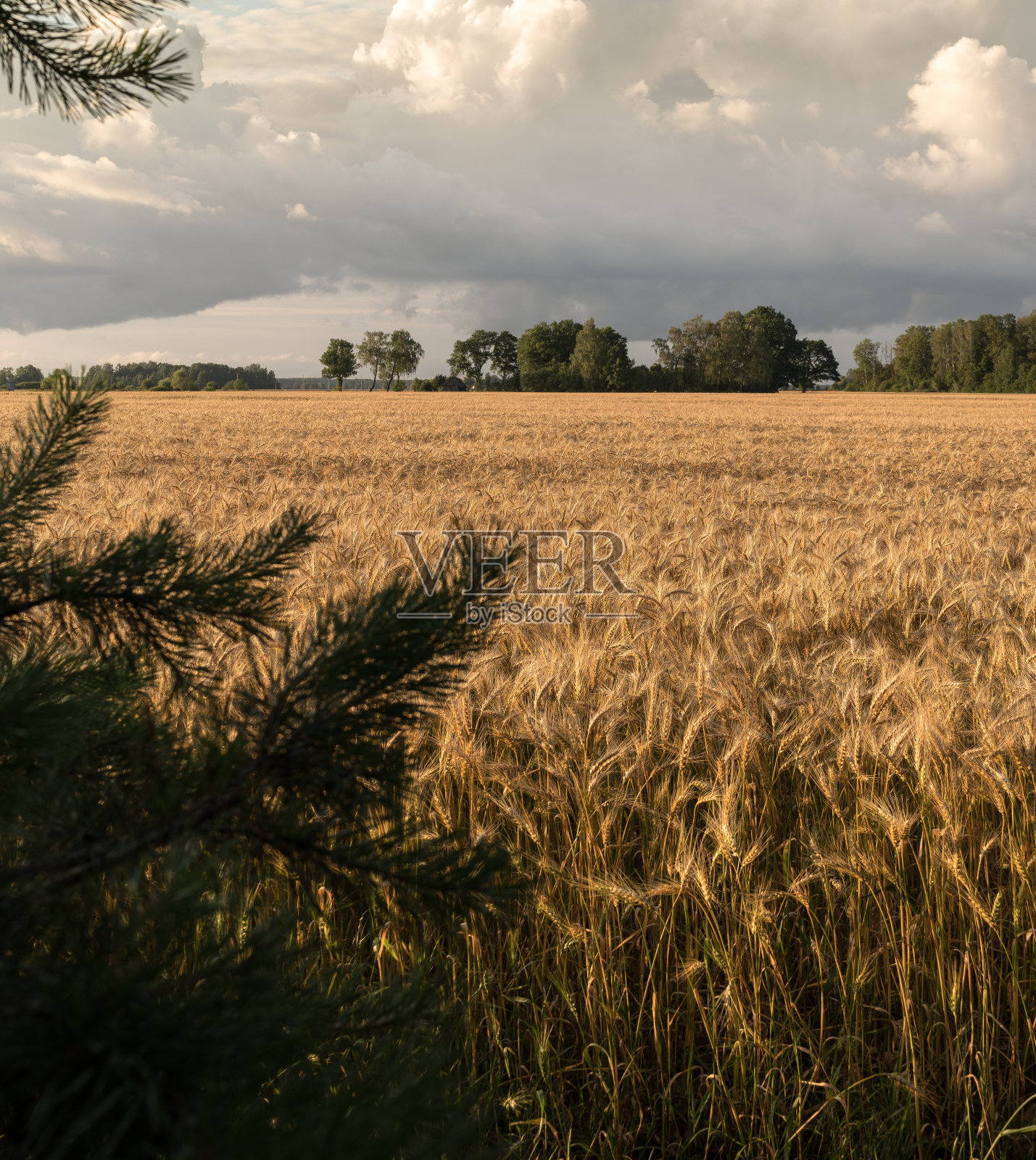谷物田的景色照片摄影图片