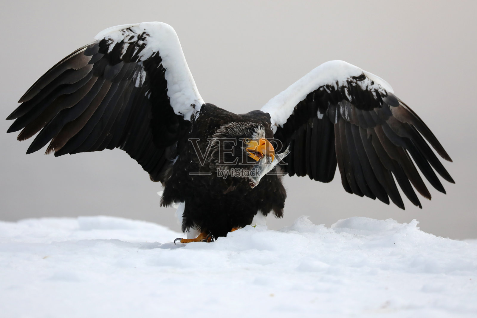 虎头海雕,摄于日本北海道照片摄影图片
