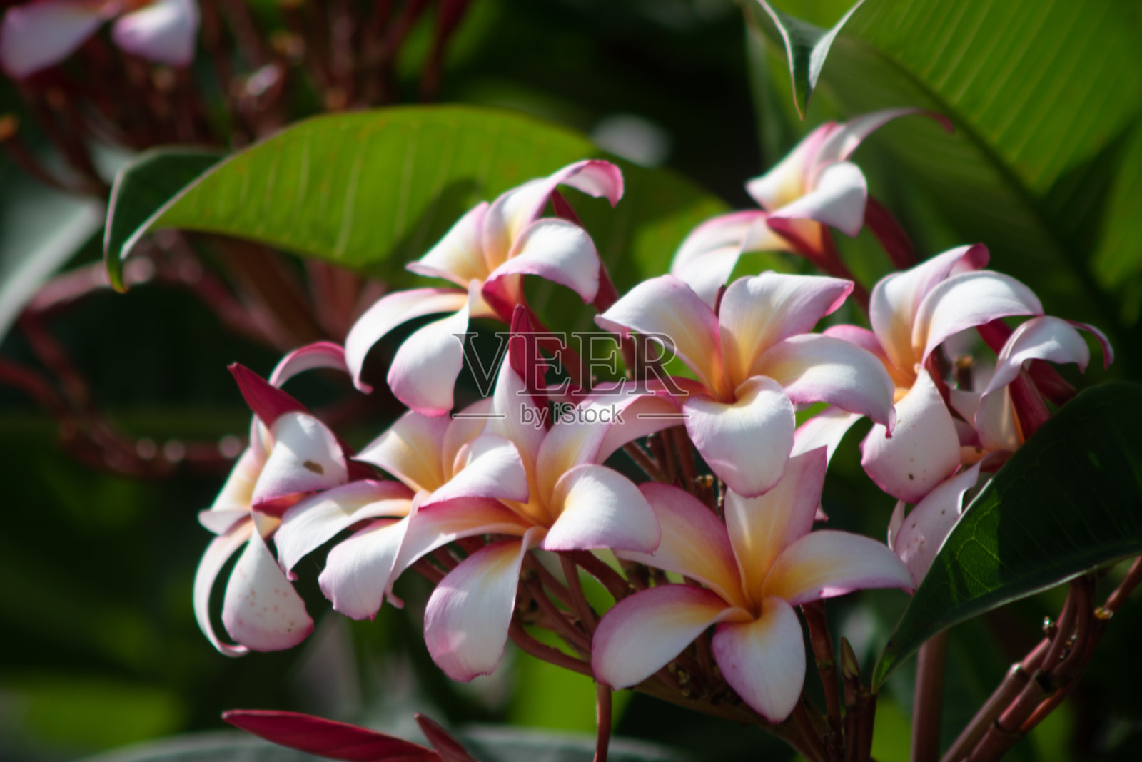 Purumeria之花照片摄影图片