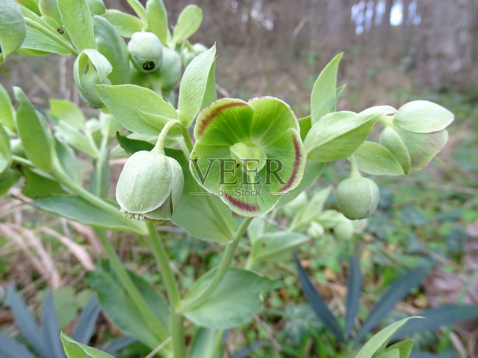 嚏根草,冬天开绿色的花。黑暗森林照片摄影图片