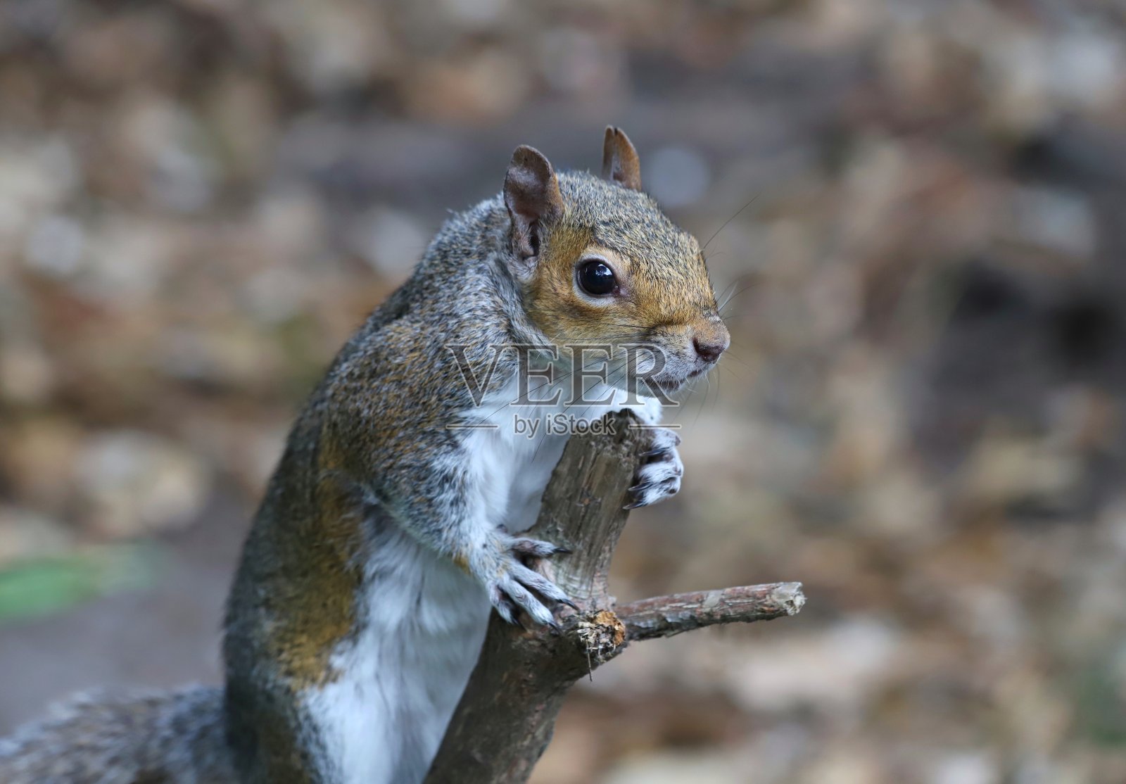 松鼠看照片摄影图片