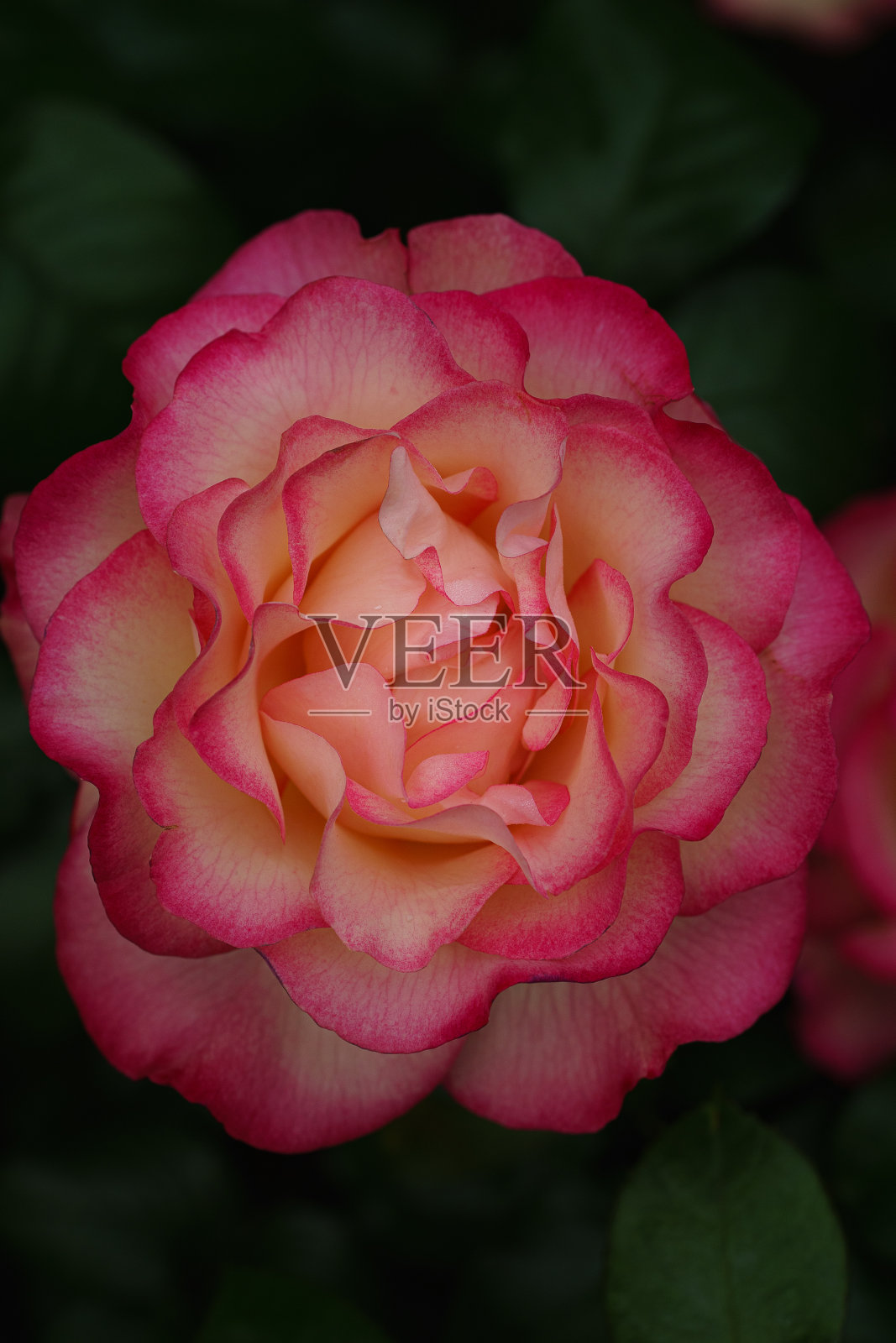 野玫瑰照片摄影图片