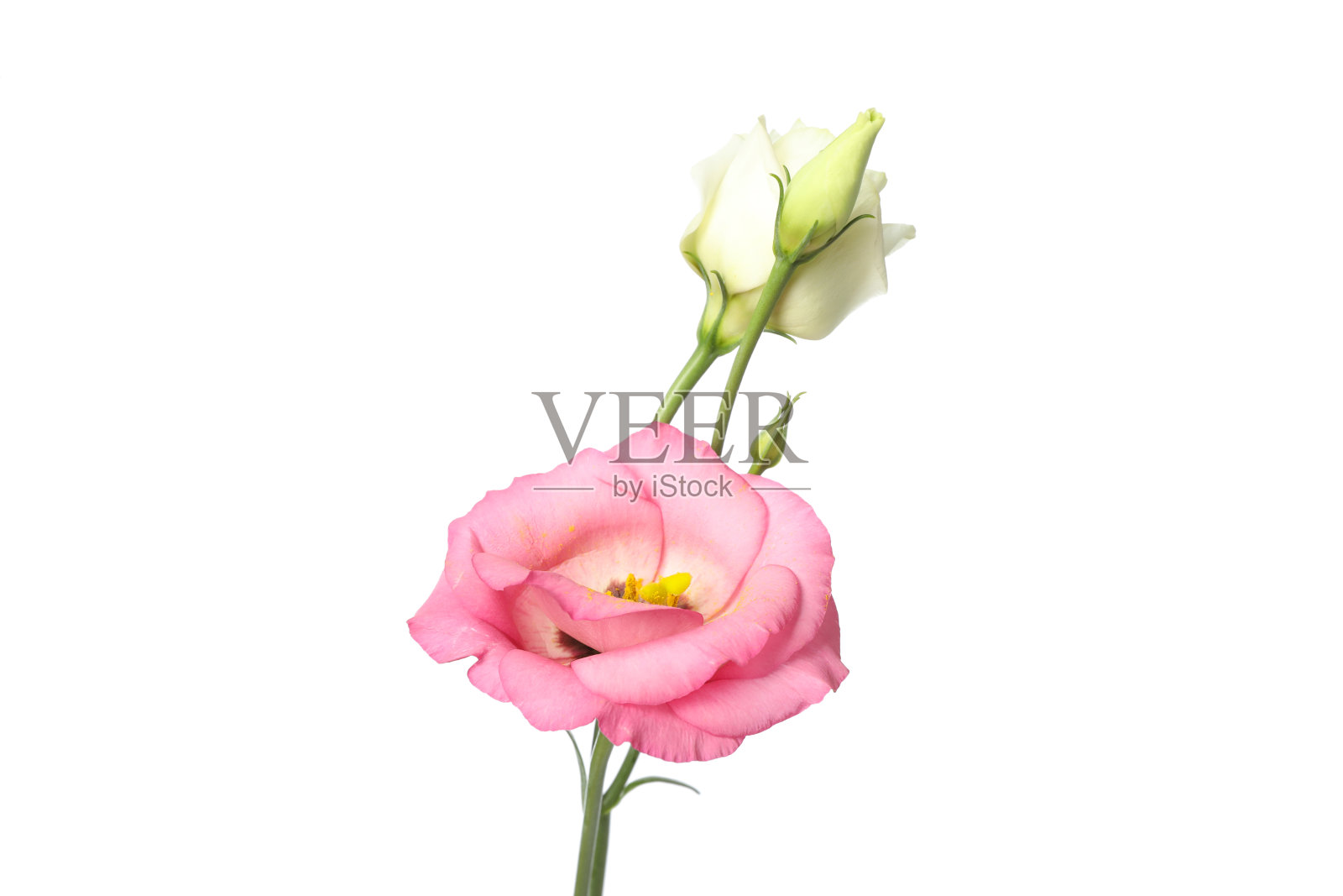 美丽的口气孔花孤立在白色的背景照片摄影图片