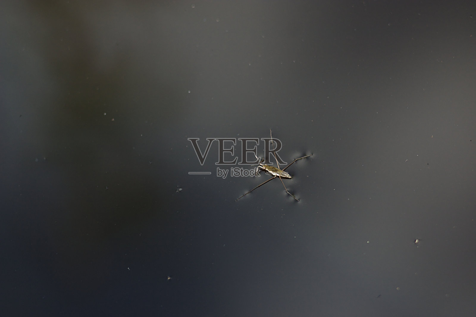 水滑冰者甲虫在水面上照片摄影图片