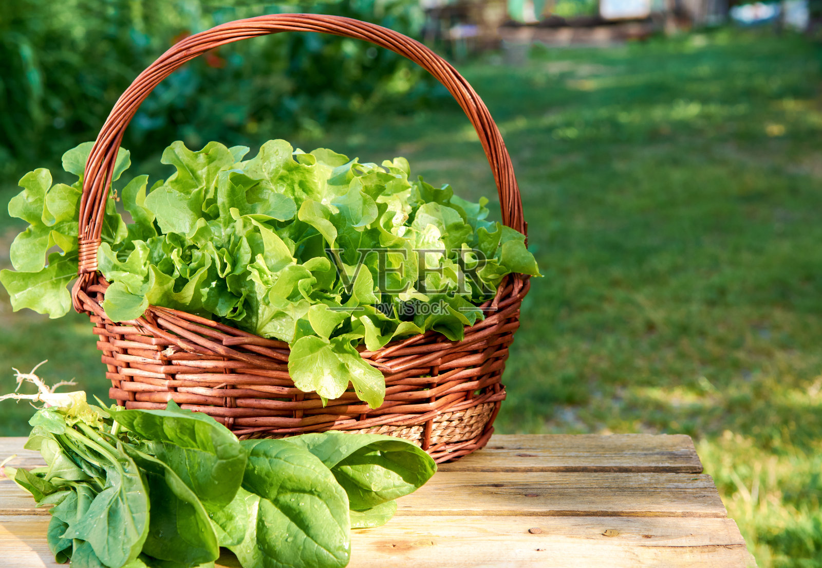 绿叶生菜。沙拉植物,水培蔬菜的叶子放在篮子里。迷你农场种植的新鲜有机植物照片摄影图片