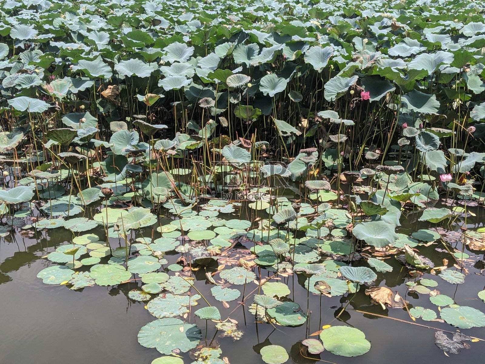 亚洲荷塘景观湖在宁静的乡村。佛教的象征照片摄影图片