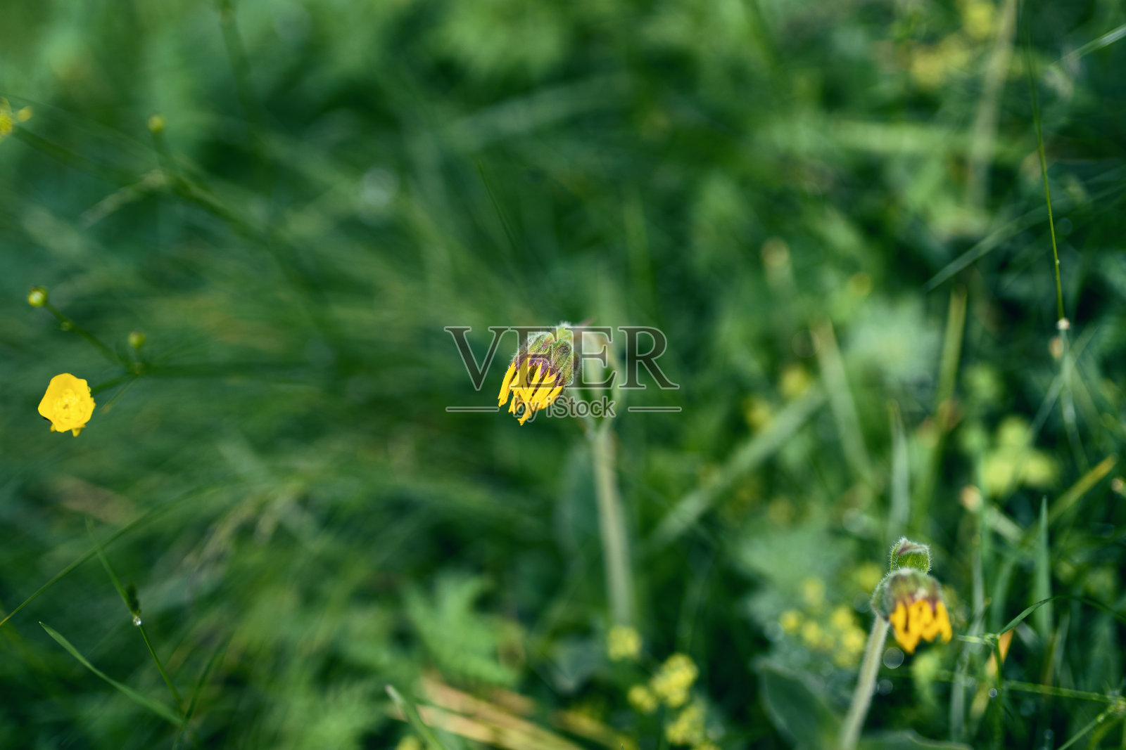 山金车的一种芽-菊科照片摄影图片