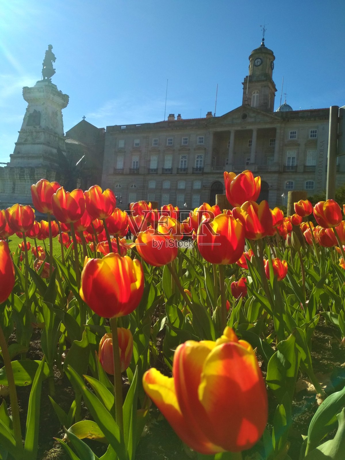 郁金香照片摄影图片