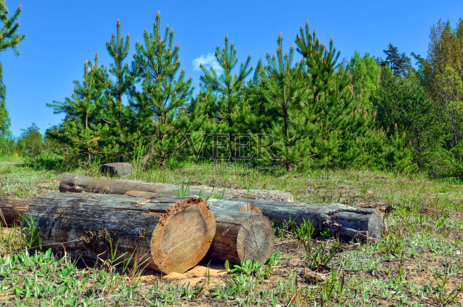 松树林背景上的原木照片摄影图片