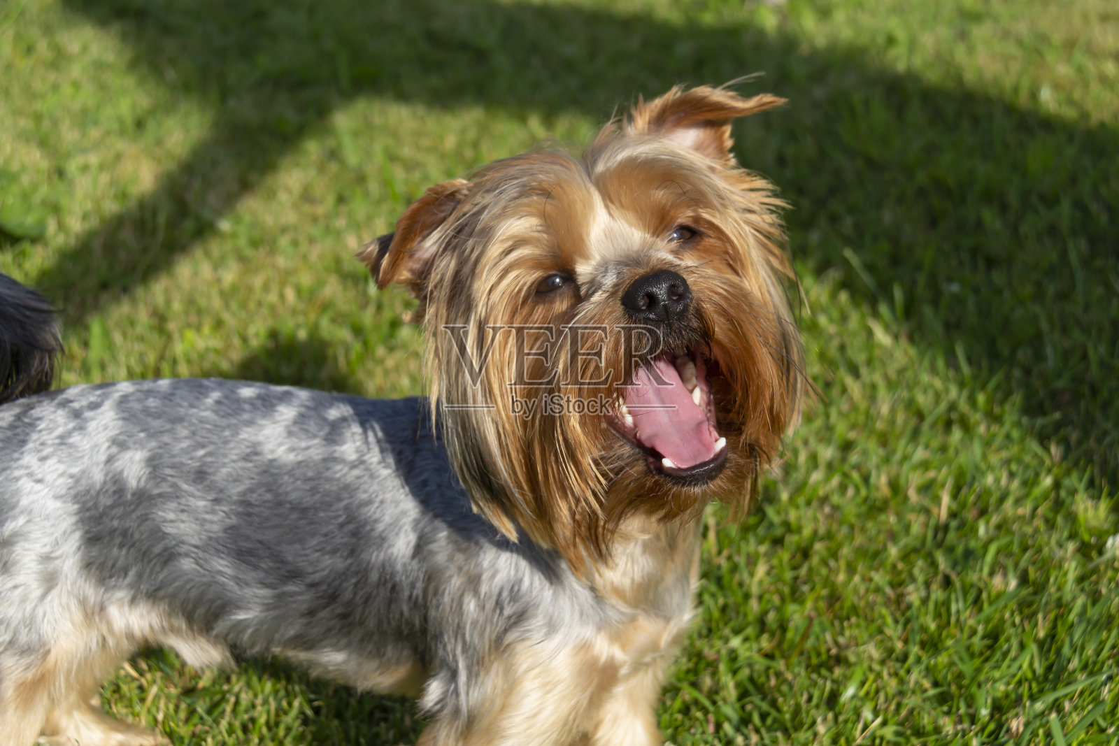 约克郡犬在一个阳光明媚的夏日漫步在绿色的草地上。照片摄影图片
