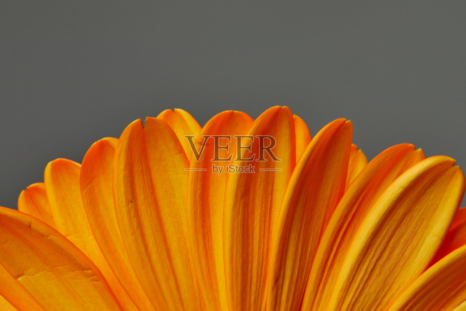 近距离微距的非洲菊照片摄影图片