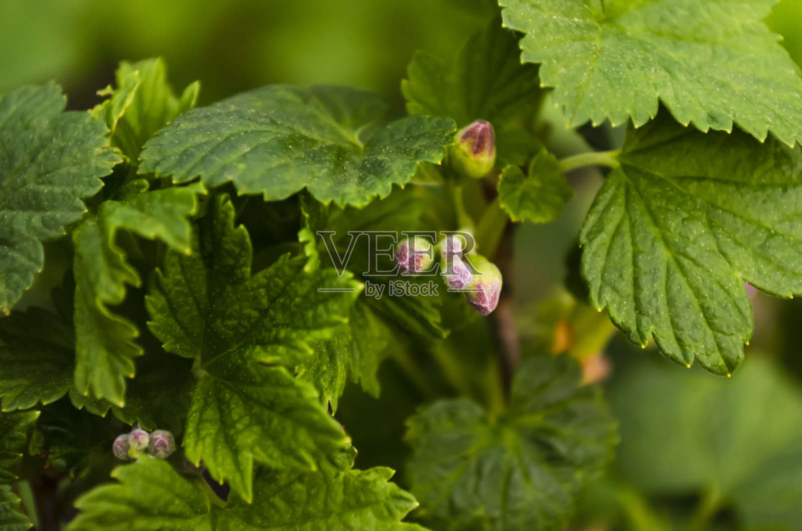 微距照片黑醋栗开花,细节。莓丛上的花。绿色的叶子特写。未开放的花蕾。照片摄影图片