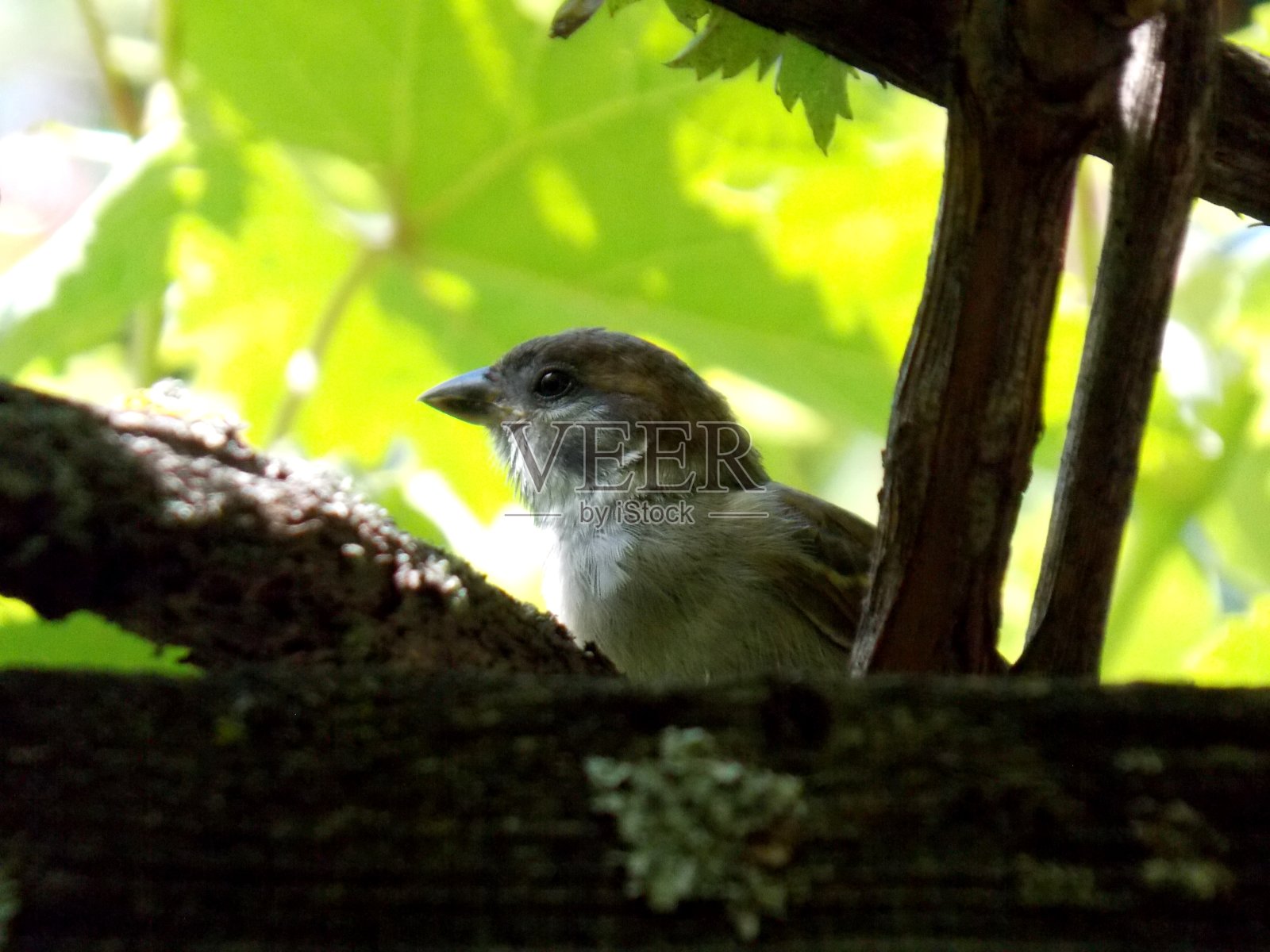 树枝上的一只小麻雀照片摄影图片