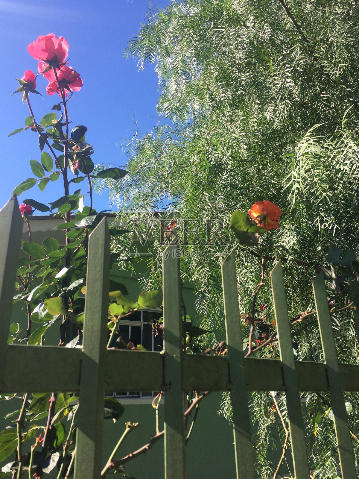 玫瑰照片摄影图片