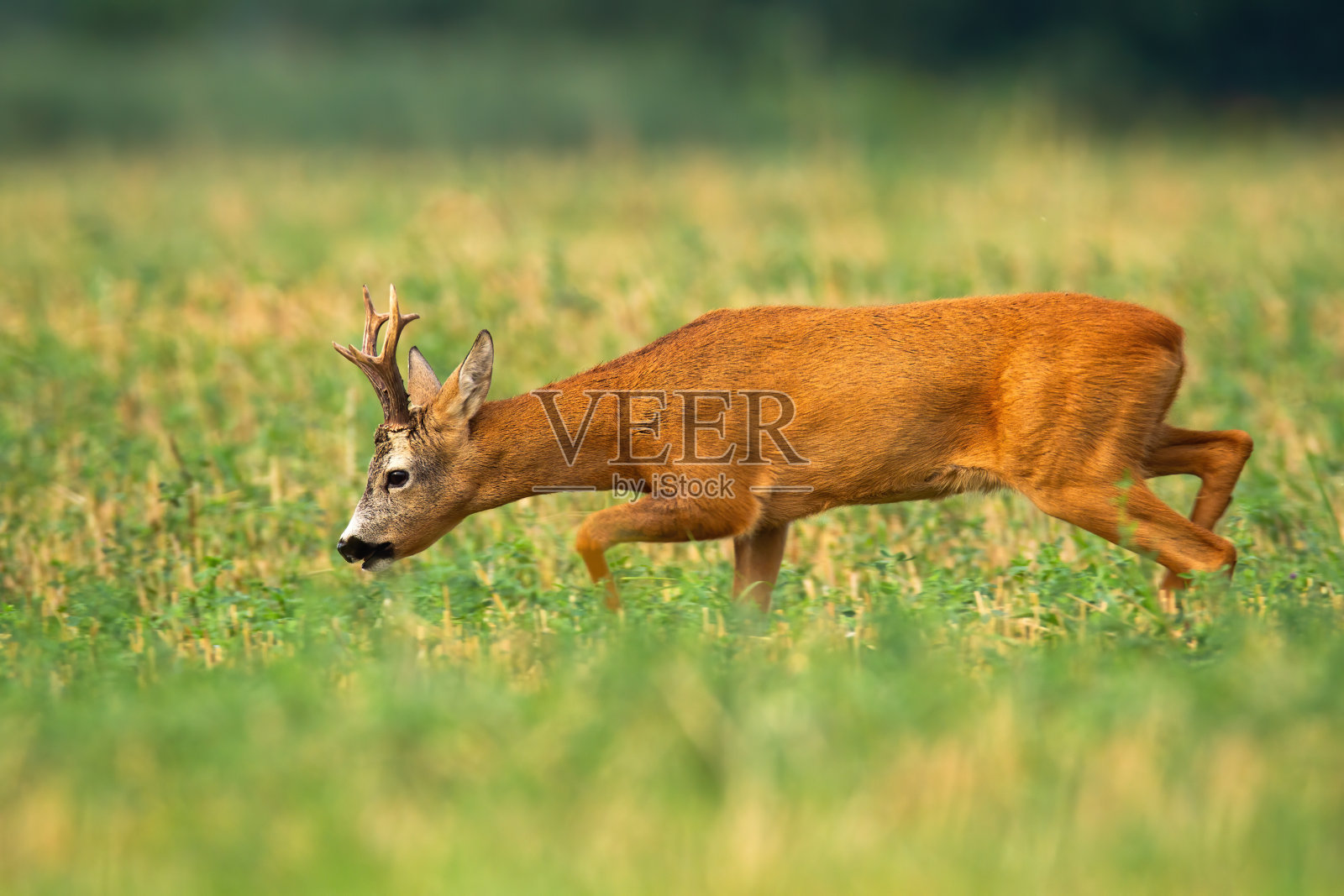 在发情季节,低着头走路并嗅气味的雄鹿照片摄影图片