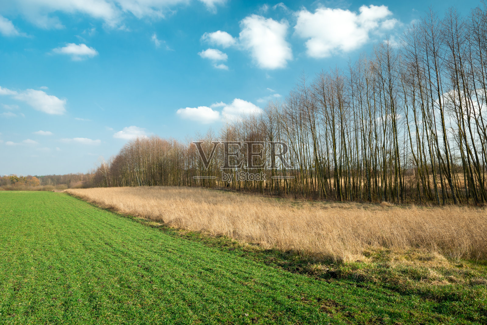 春光明媚,乡间的田野、草地和树木尽收眼底照片摄影图片
