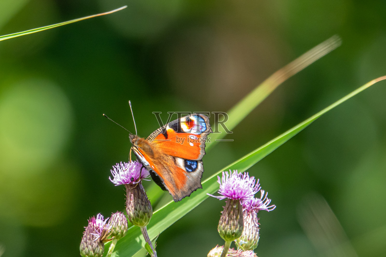 孔雀蝴蝶坐在蓟的紫色花朵上照片摄影图片