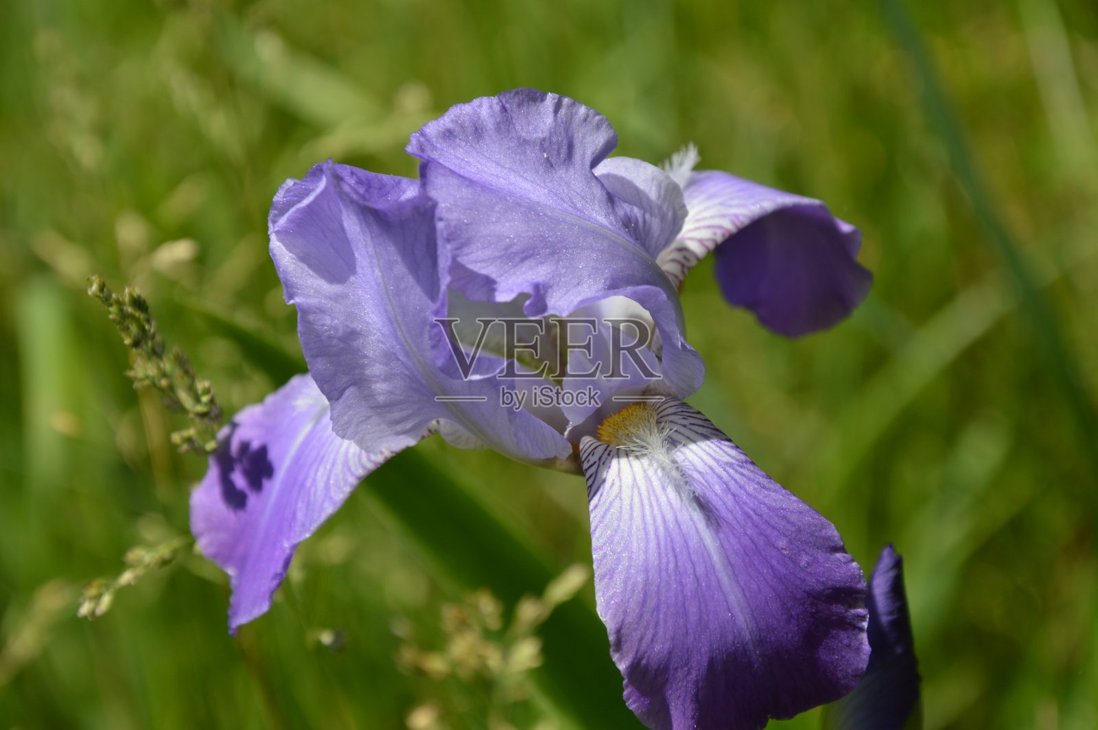 紫色的虹膜照片摄影图片