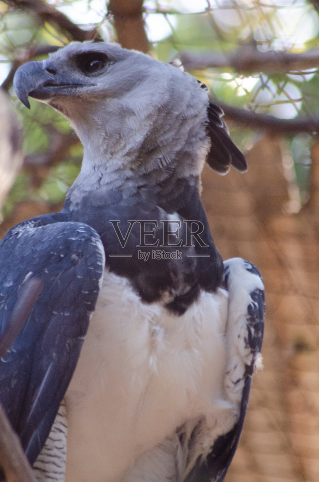 美丽的巴西动物与自然光。照片摄影图片