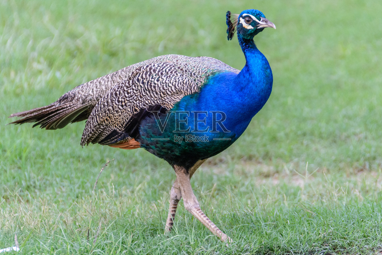 一只孔雀在草原上行走照片摄影图片