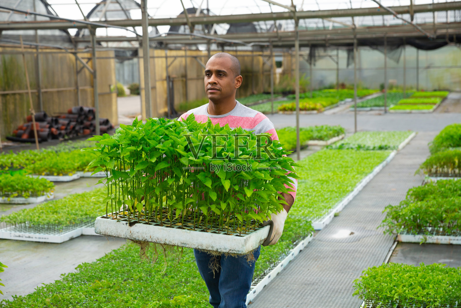 农民的肖像和一箱甜椒芽照片摄影图片