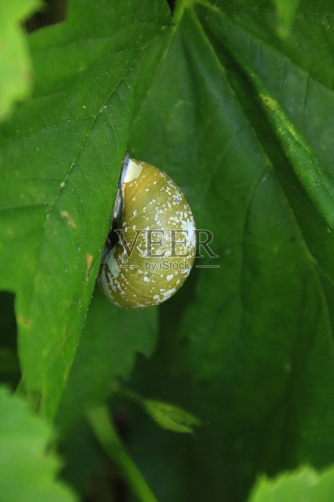水蜗牛爬上一片叶子照片摄影图片