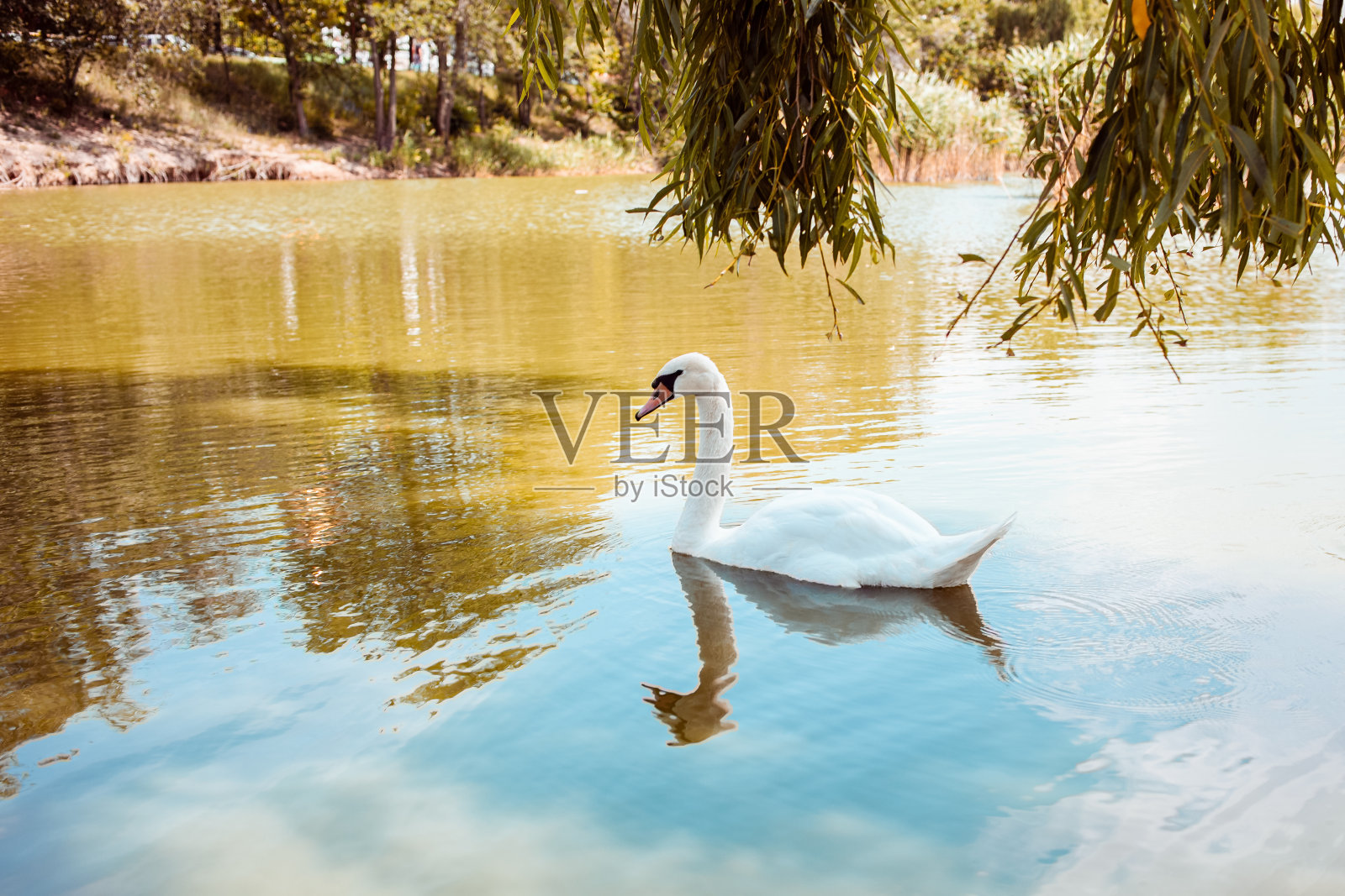 天鹅漂浮在湖面上,蓝色的水和橙色的草照片摄影图片