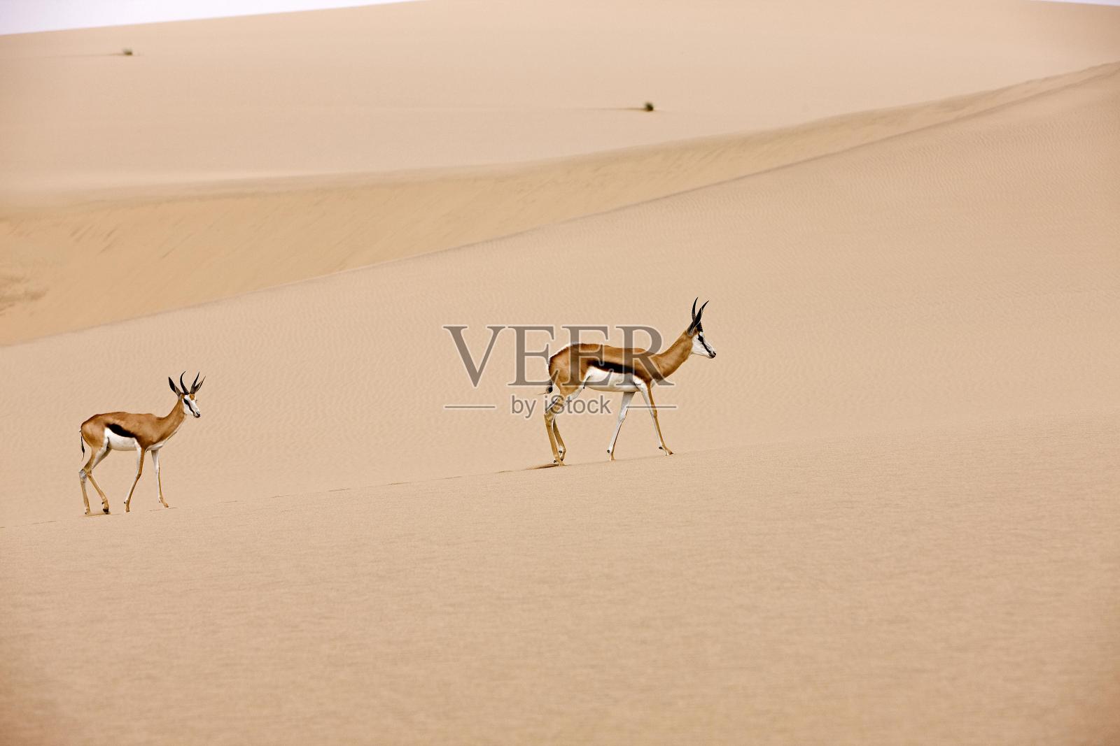 在纳米比亚纳米布沙漠,跳羚,有袋背龙,成年站在沙丘上照片摄影图片