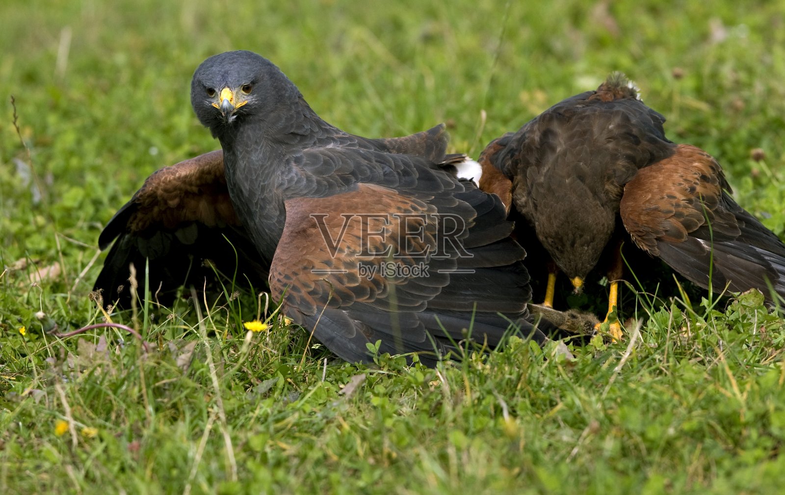 Harris Hawk, parabuteo unicincus,站在草地上的成虫照片摄影图片