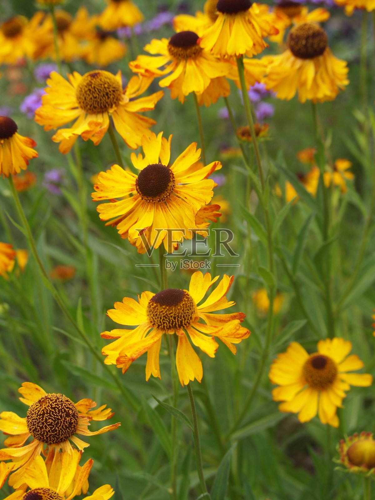 花盛开照片摄影图片