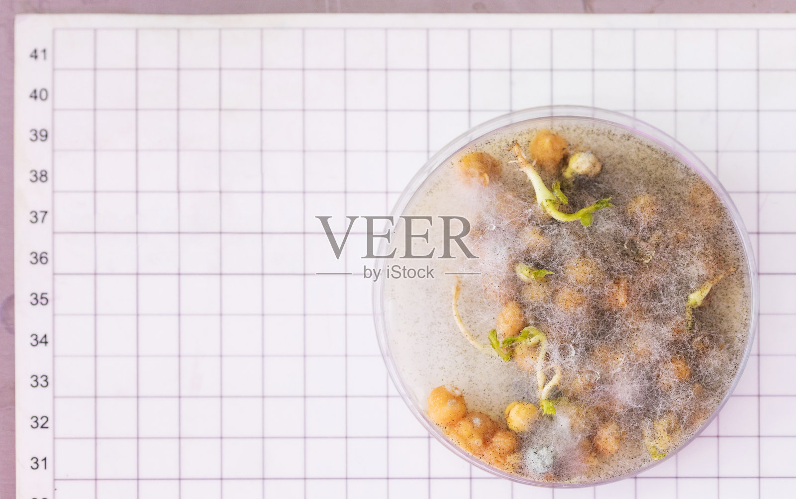 培养植物病害培养皿——霉菌、根腐病照片摄影图片