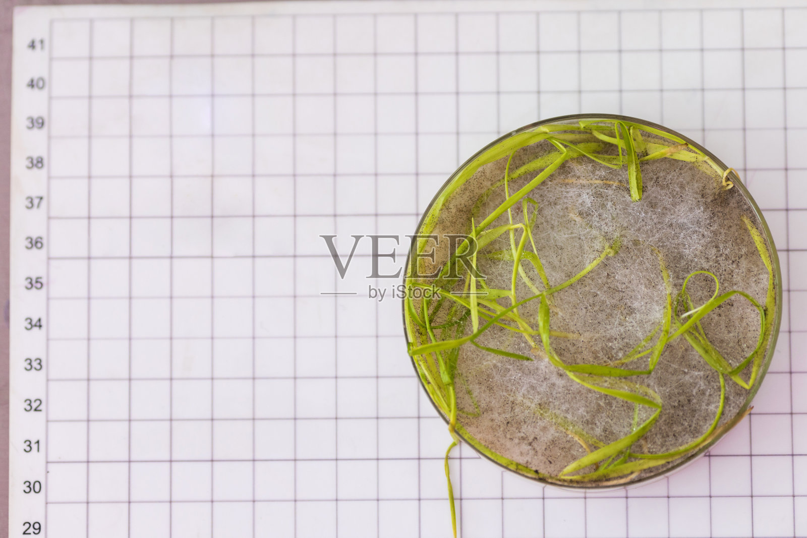 培养植物病害培养皿——霉菌、根腐病照片摄影图片