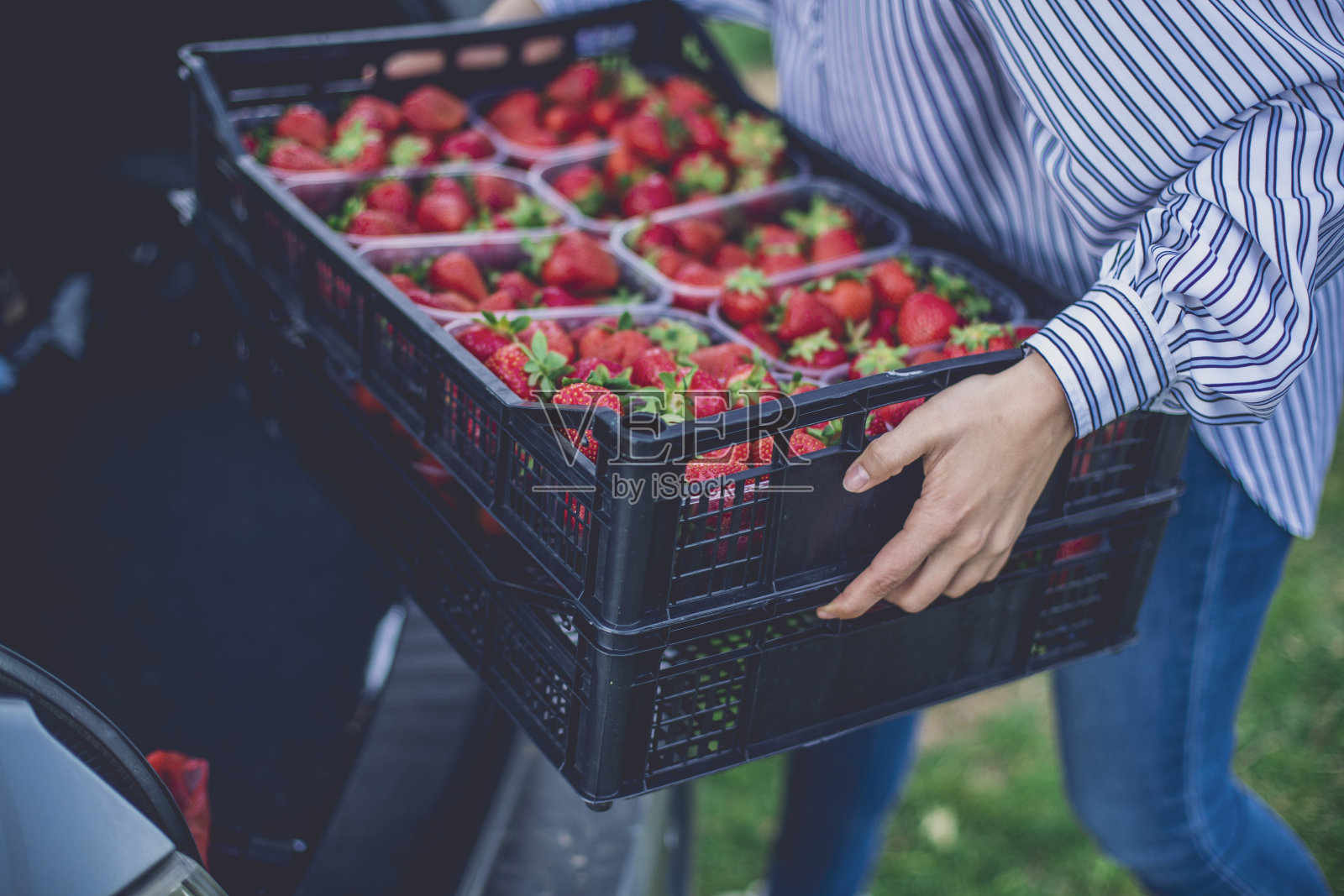 在草莓地里度过漫长的一天……值得的!照片摄影图片