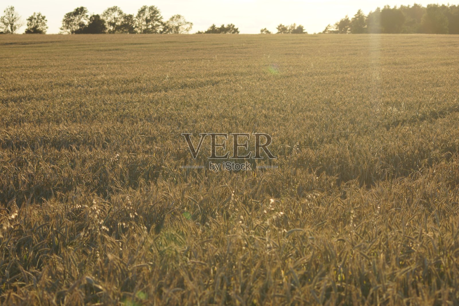 夏天的麦田。照片摄影图片