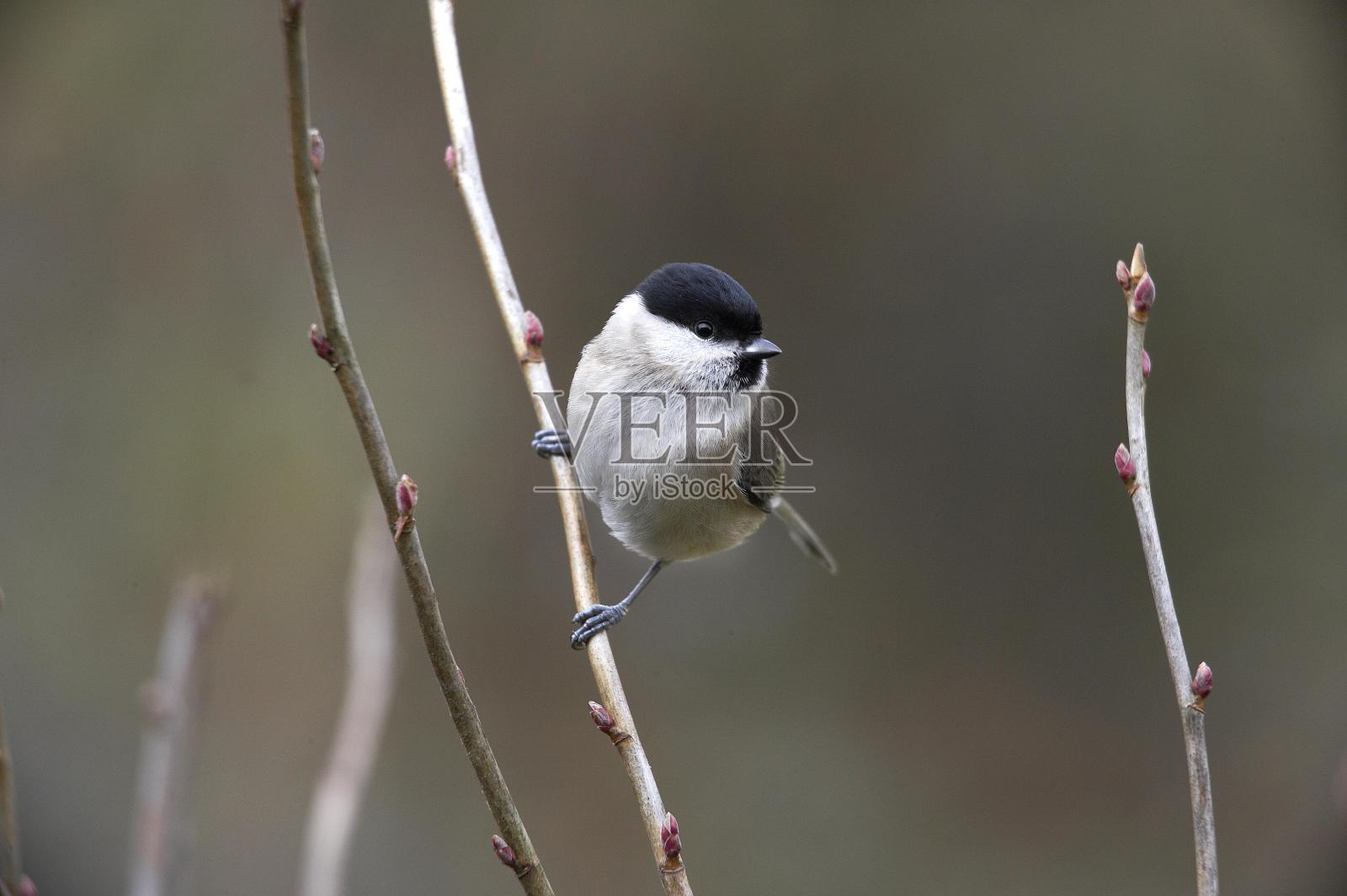 沼泽山雀,沼泽山雀,成年站在诺曼底的布枝上照片摄影图片