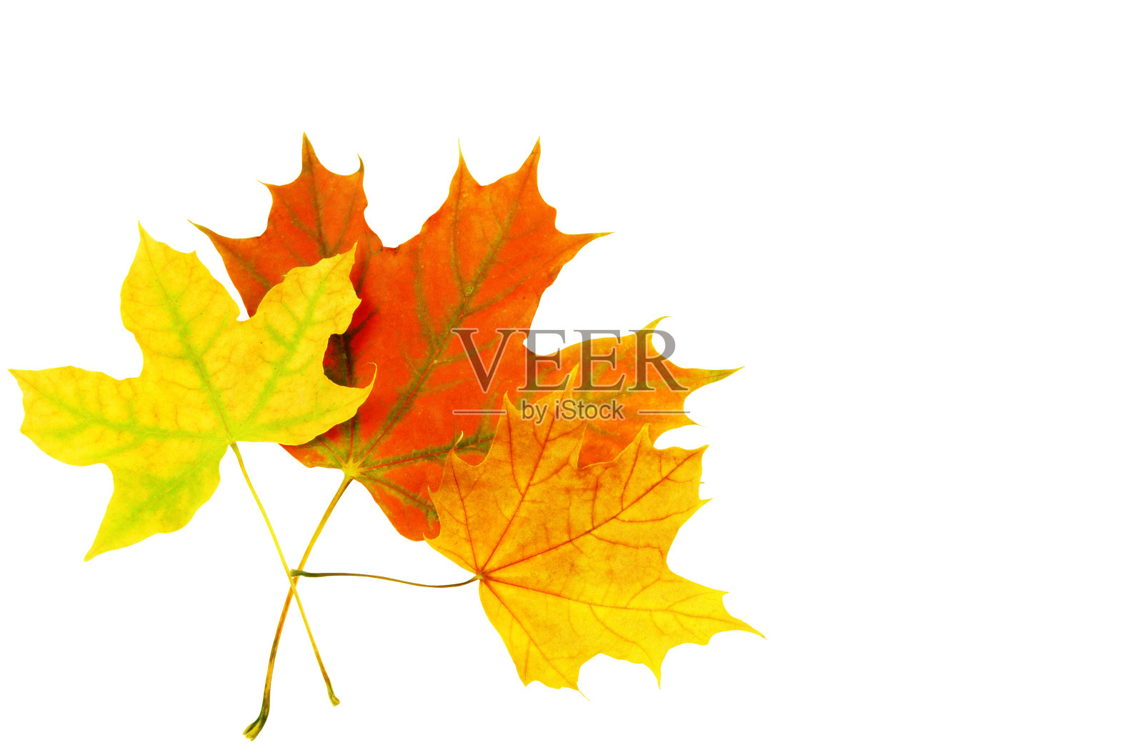 11、秋日的枫叶,孤上白茫茫照片摄影图片