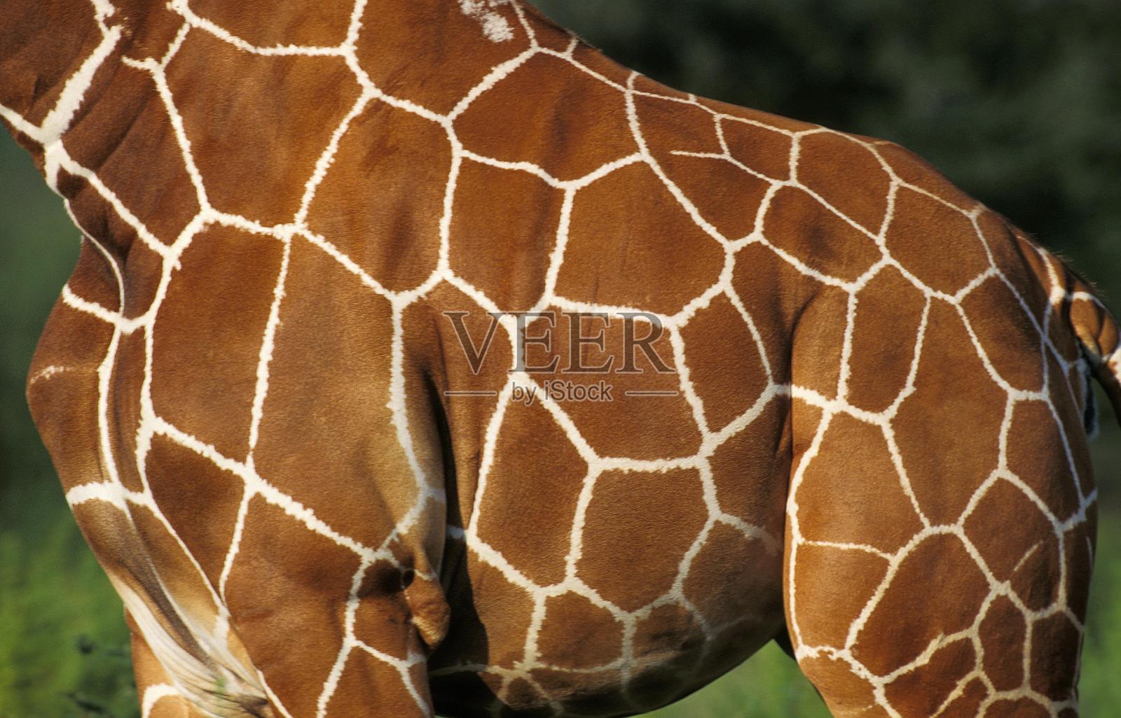 网状长颈鹿,网状长颈鹿,皮肤特写,肯尼亚桑布鲁公园照片摄影图片