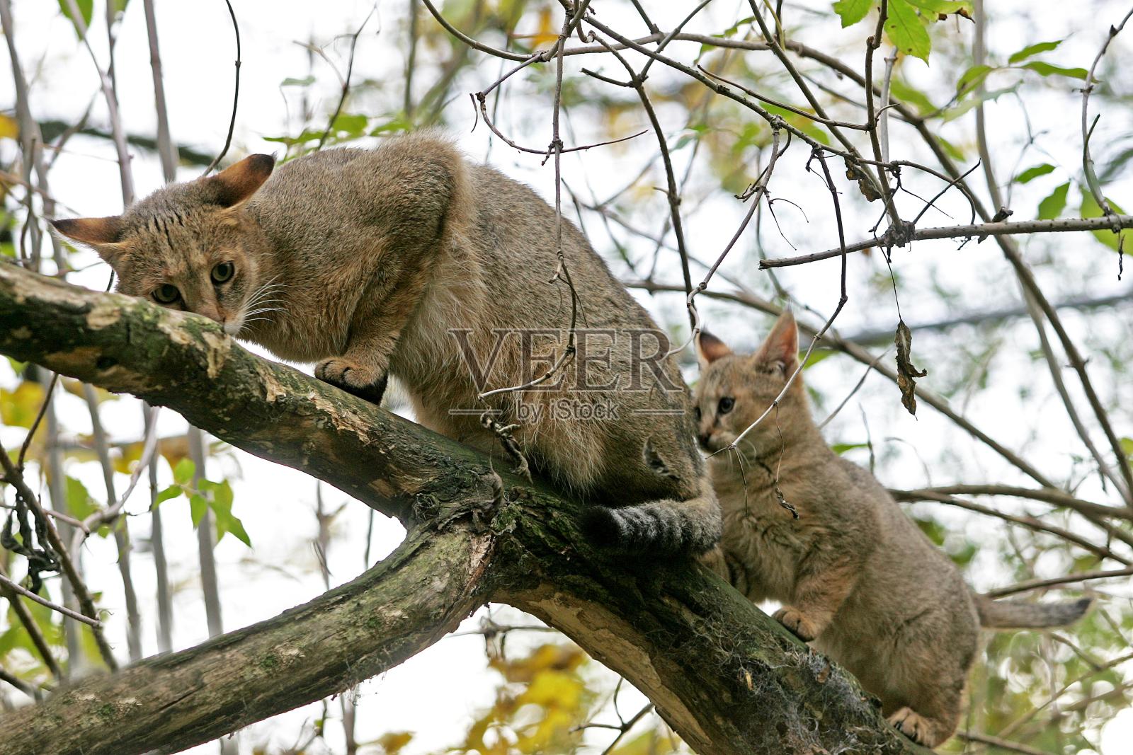 丛林猫,费利斯chaus,妈妈和幼崽照片摄影图片