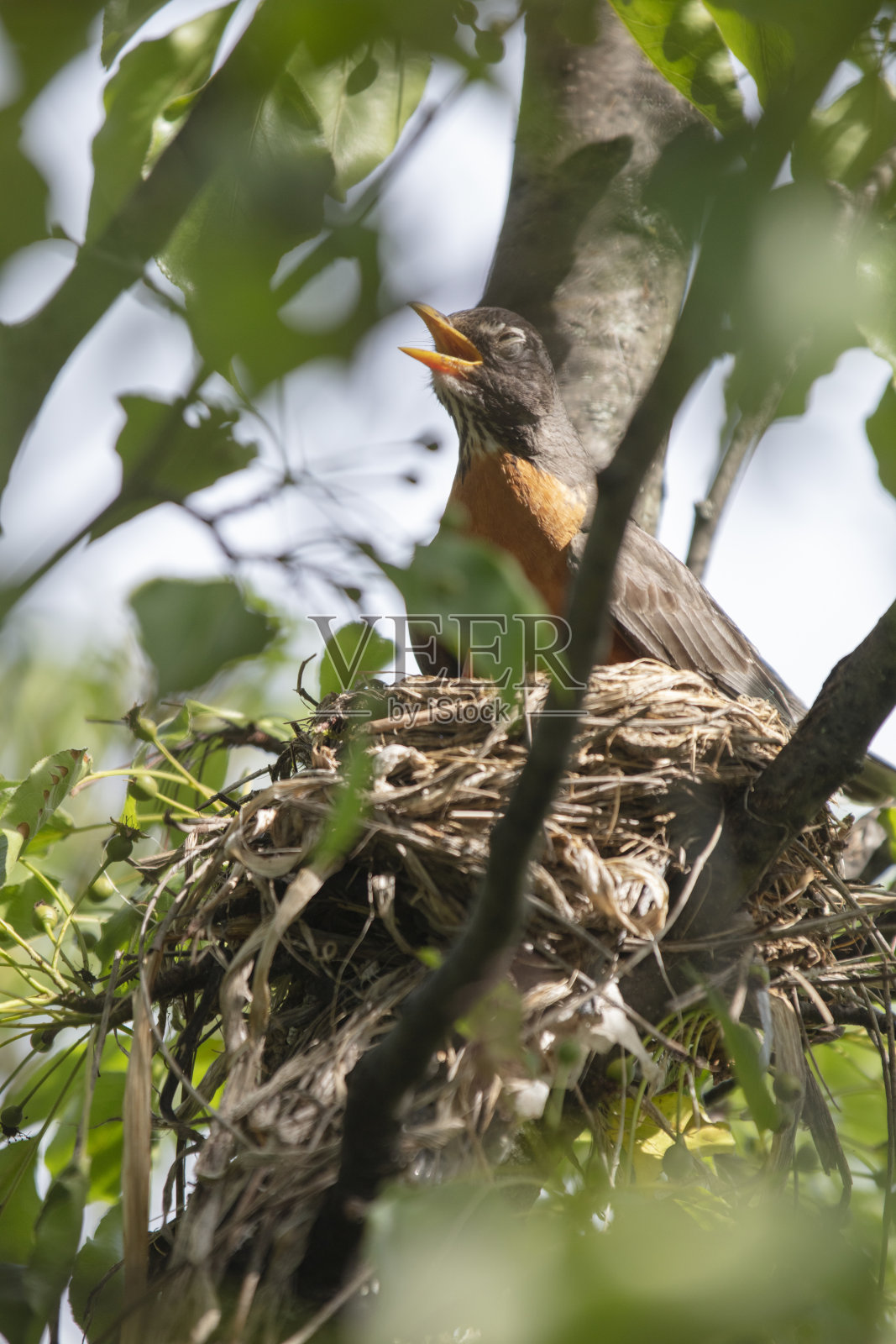 一窝三雏照片摄影图片