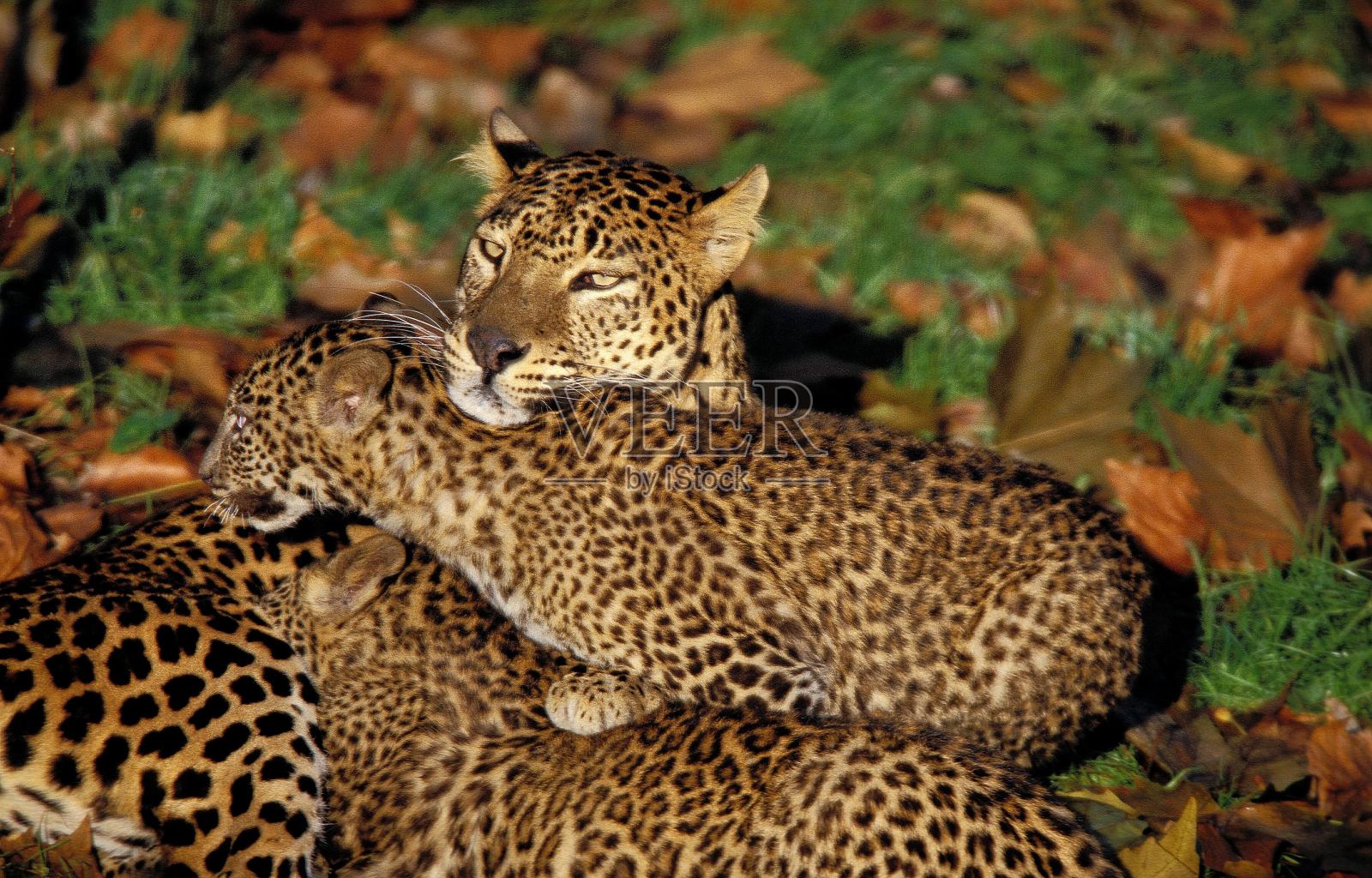 豹子,豹子,母豹和幼崽照片摄影图片