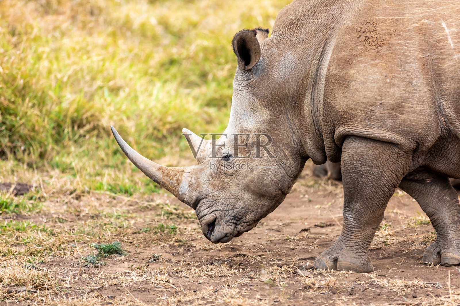 白犀牛或方唇犀牛是现存最大的犀牛种类。照片摄影图片