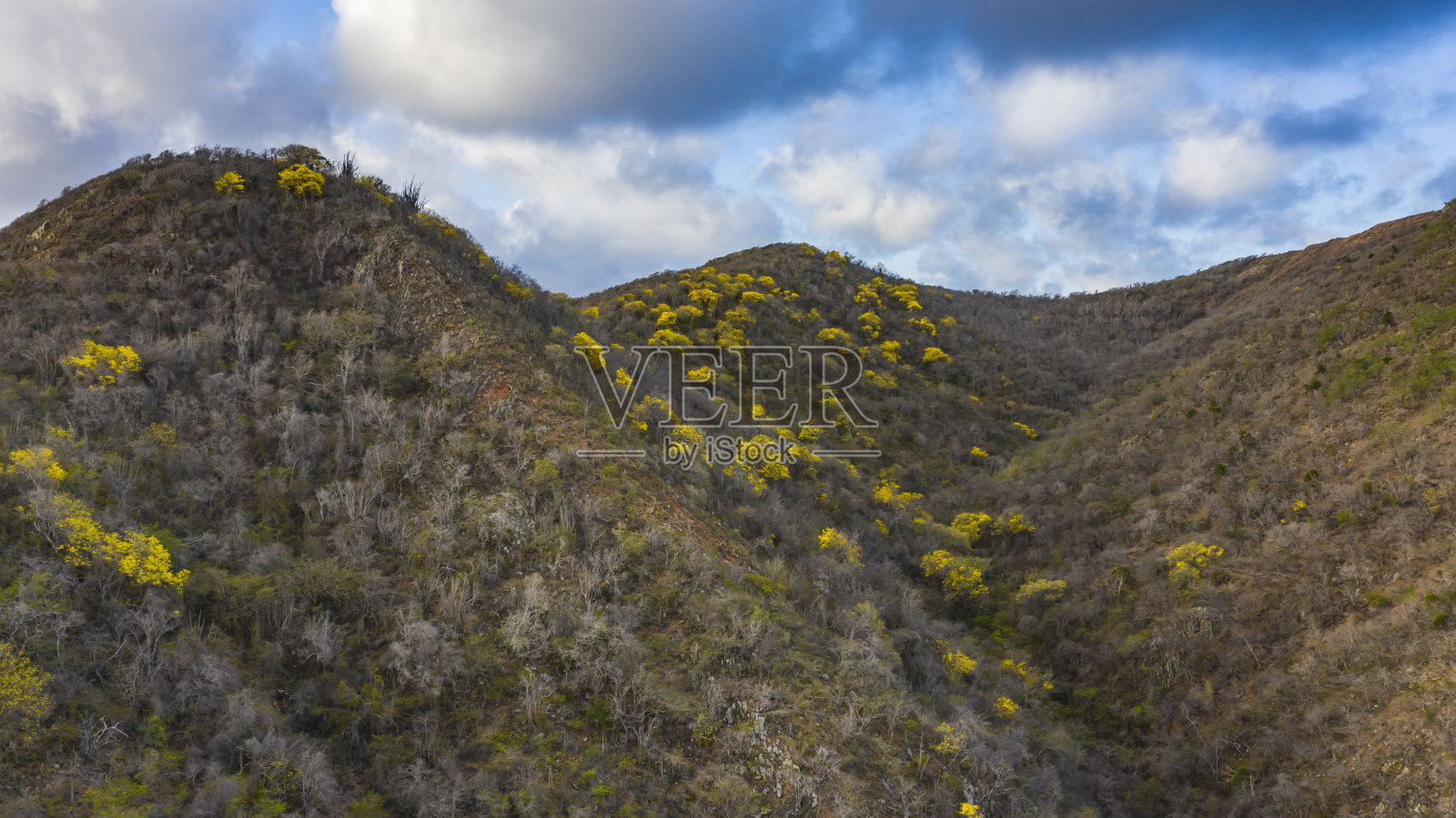 在库拉索岛/加勒比岛上有黄色的基布拉查树照片摄影图片