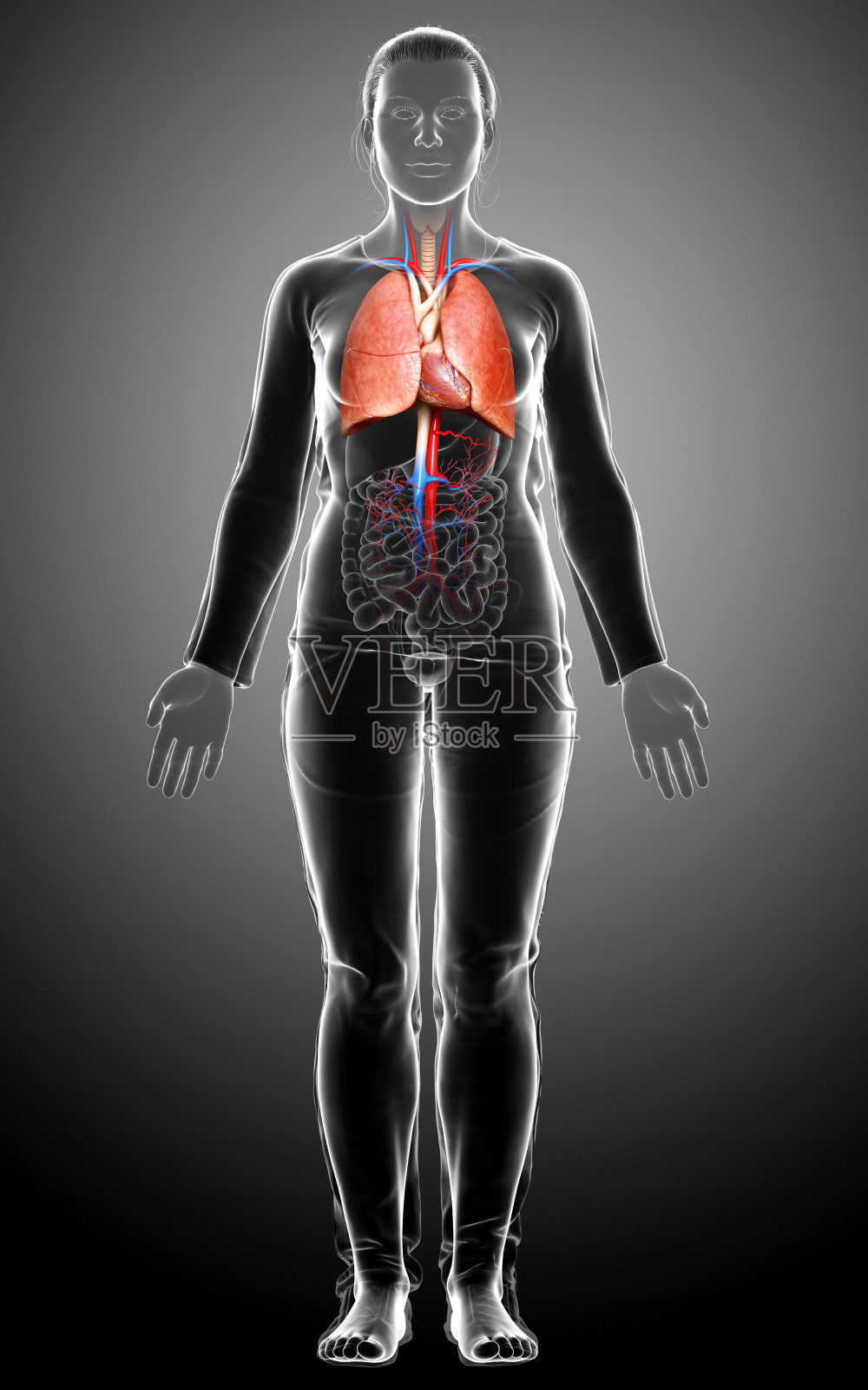 3d渲染,医学上准确的女性肺解剖说明照片摄影图片