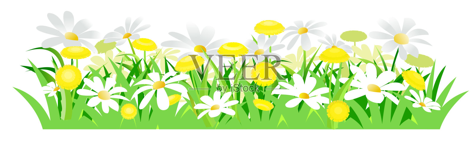 黄色的蒲公英和白色的雏菊。孤立的矢量图。野生草地鲜花。卡通风格. .春天的草和花。的背景图片。插画图片素材