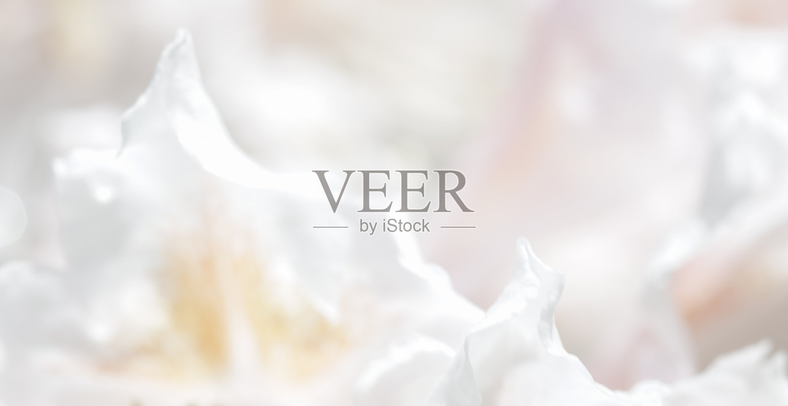 柔和的焦点,抽象的花背景,白色的杜鹃花花瓣。宏图花卉背景假日品牌设计照片摄影图片