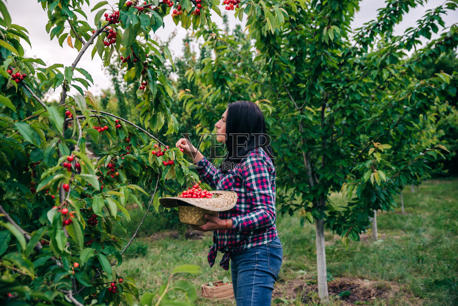 美丽成熟的女人采摘樱桃在她的果园照片摄影图片