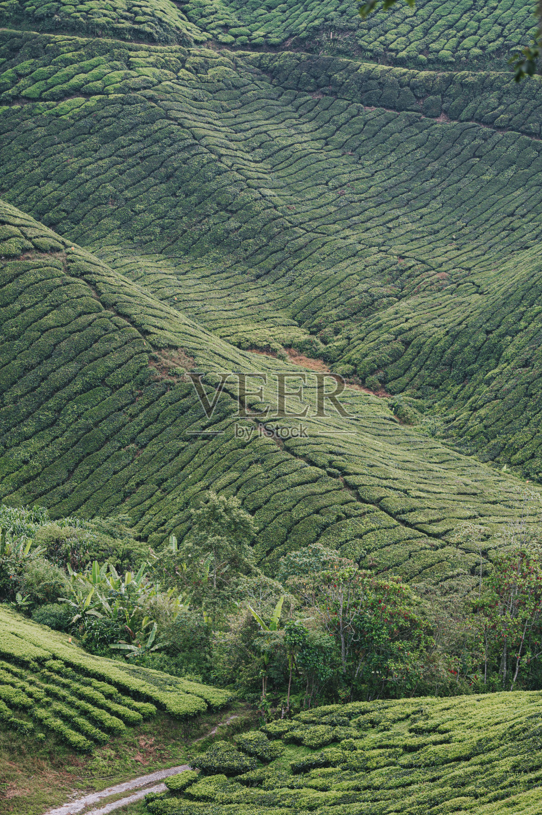 清晨在卡梅隆高地的茶园里种植茶树照片摄影图片