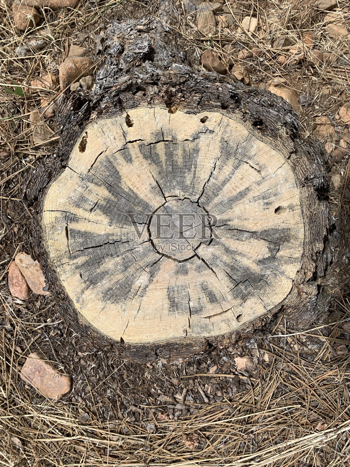 树桩顶视图照片摄影图片