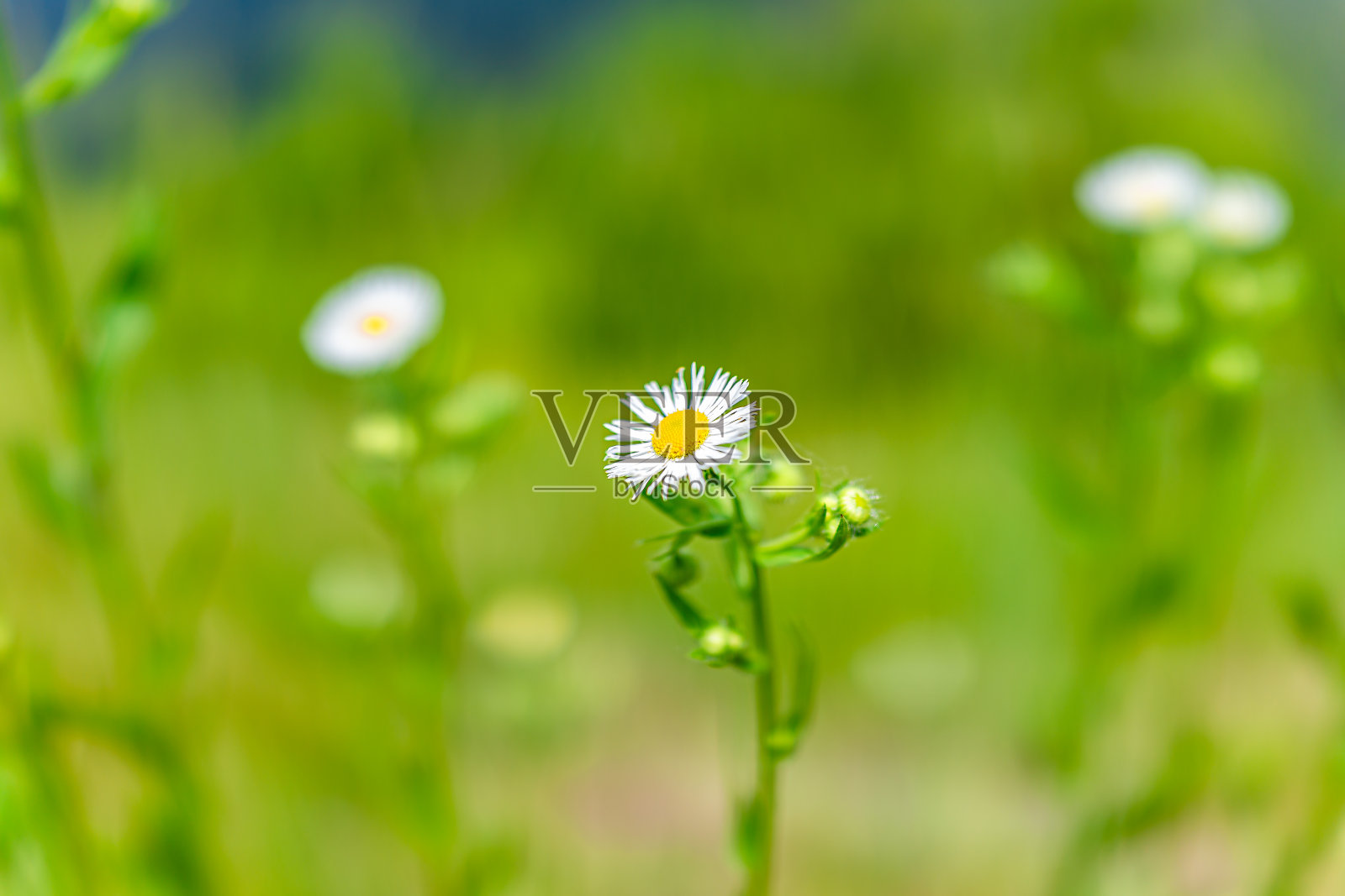 白色雏菊fleabane花在夏天在Shenandoah国家公园蓝岭山在美国弗吉尼亚州,与散焦模糊的背景野花宏照片摄影图片